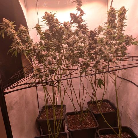 Growroom 21, 2. growlog timeline photo