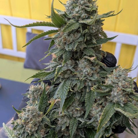 Growroom 21, 2. growlog timeline photo