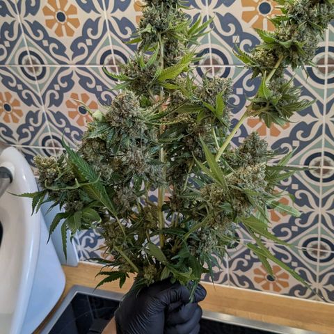Growroom 21, 2. growlog timeline photo