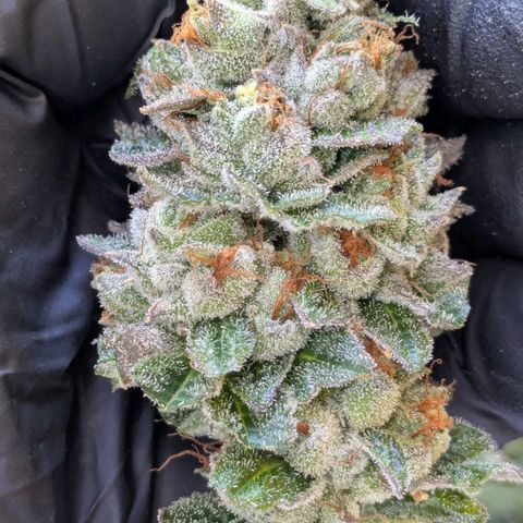 Growroom 21, 2. growlog timeline photo