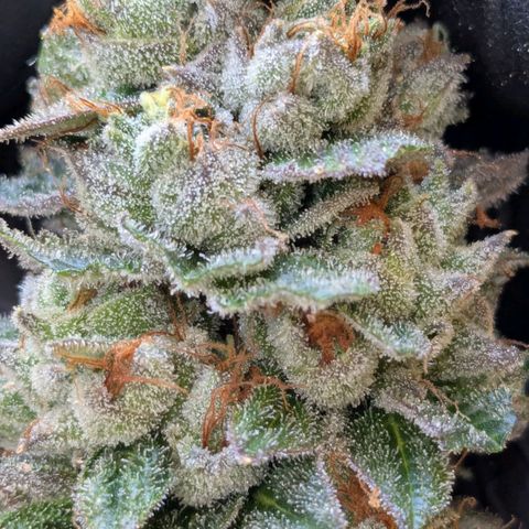 Growroom 21, 2. growlog timeline photo