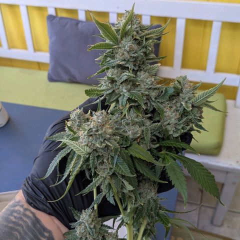 Growroom 21, 2. growlog timeline photo