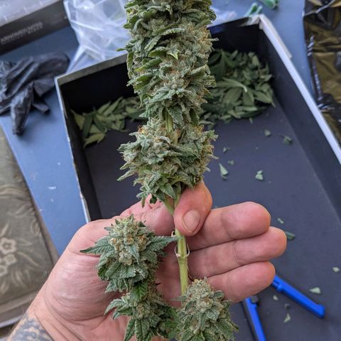Growroom 21, 2. growlog timeline photo