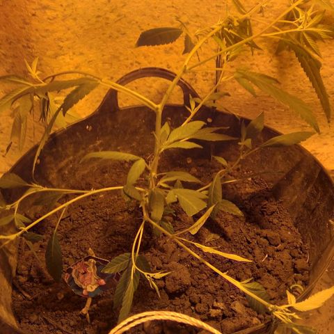 Dabura growlog timeline photo