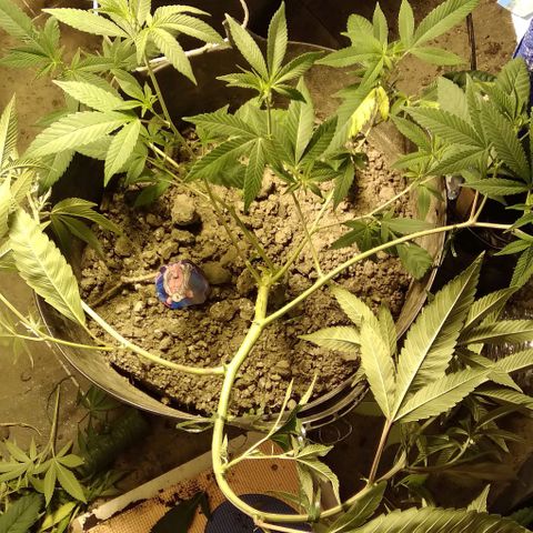 Dabura growlog photo: Just discovered the problem with growing different strains this one is MASSIVE 