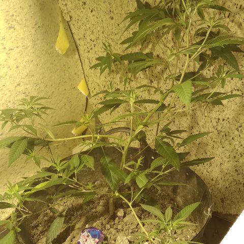 Dabura growlog photo: Just discovered the problem with growing different strains this one is MASSIVE 