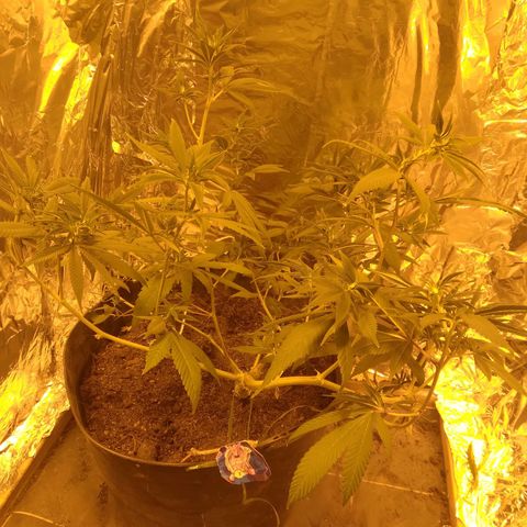 Dabura growlog timeline photo