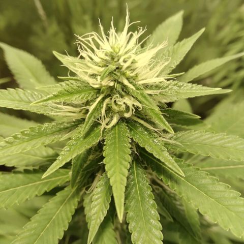 Dabura growlog photo: More crystals than other strain but it may be older