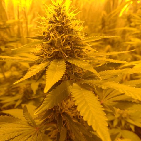 Dabura growlog timeline photo