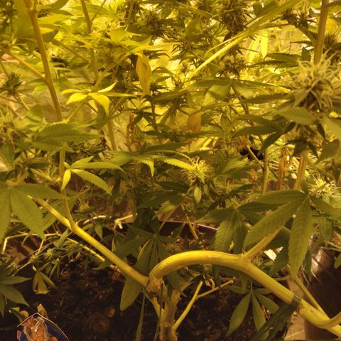 Dabura growlog timeline photo