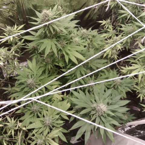 Dabura growlog timeline photo