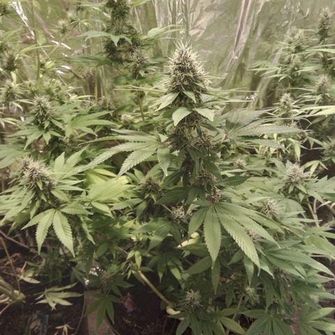 Dabura growlog timeline photo
