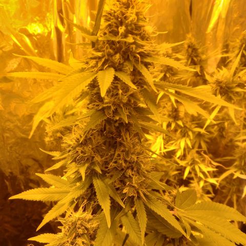 Dabura growlog timeline photo