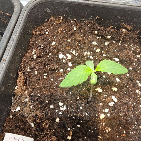 Smashberry fumez growlog timeline photo