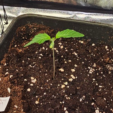 Smashberry fumez growlog timeline photo
