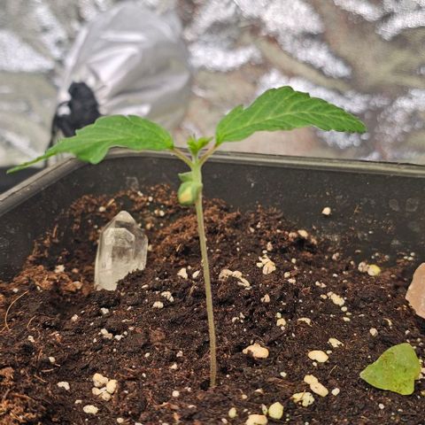 Smashberry fumez growlog timeline photo