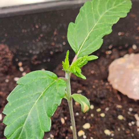 Smashberry fumez growlog timeline photo