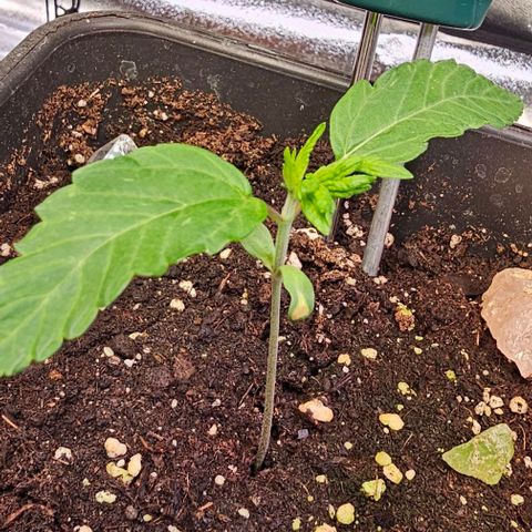 Smashberry fumez growlog timeline photo