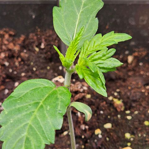 Smashberry fumez growlog timeline photo
