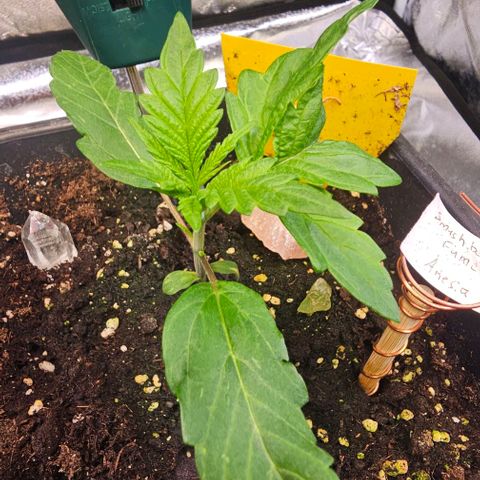 Smashberry fumez growlog timeline photo