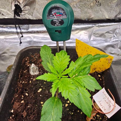Smashberry fumez growlog timeline photo