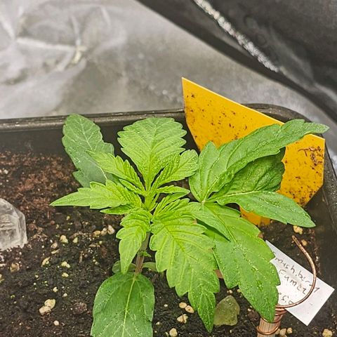 Smashberry fumez growlog timeline photo