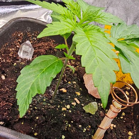 Smashberry fumez growlog timeline photo