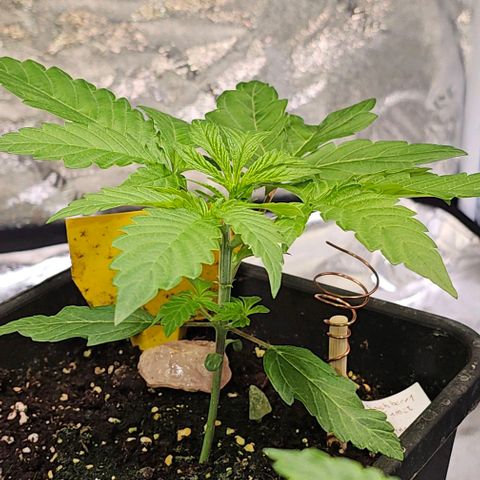 Smashberry fumez growlog timeline photo