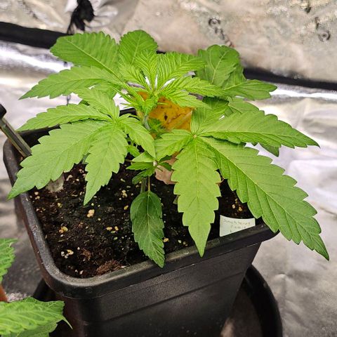 Smashberry fumez growlog timeline photo
