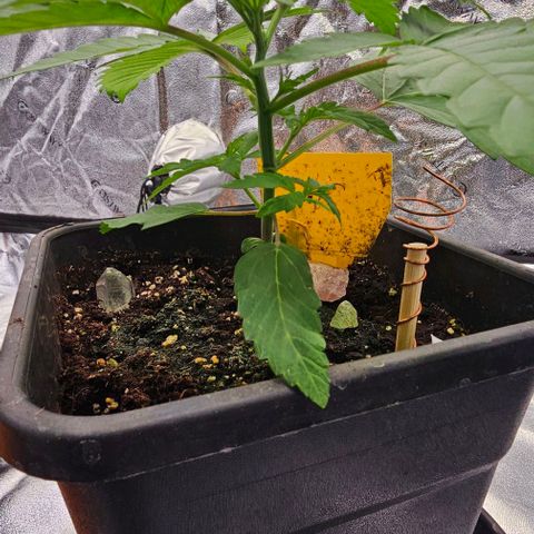 Smashberry fumez growlog timeline photo
