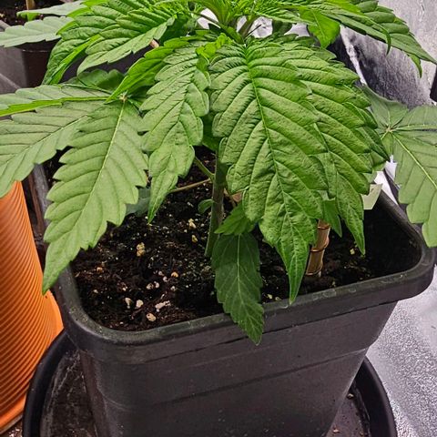 Smashberry fumez growlog timeline photo