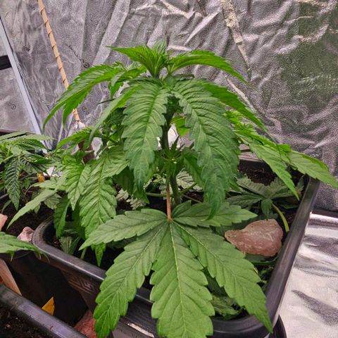 Smashberry fumez growlog timeline photo