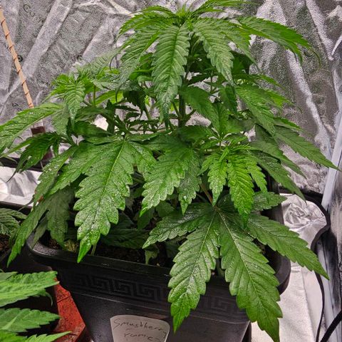 Smashberry fumez growlog timeline photo