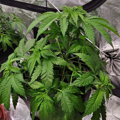 Smashberry fumez growlog timeline photo