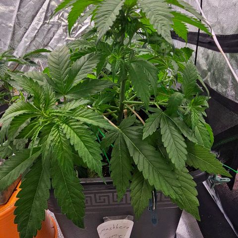 Smashberry fumez growlog timeline photo