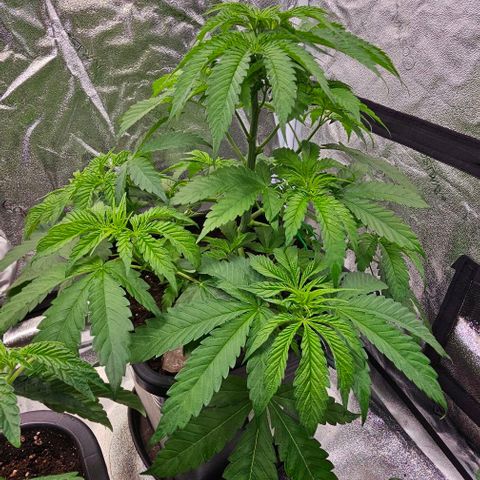 Smashberry fumez growlog timeline photo