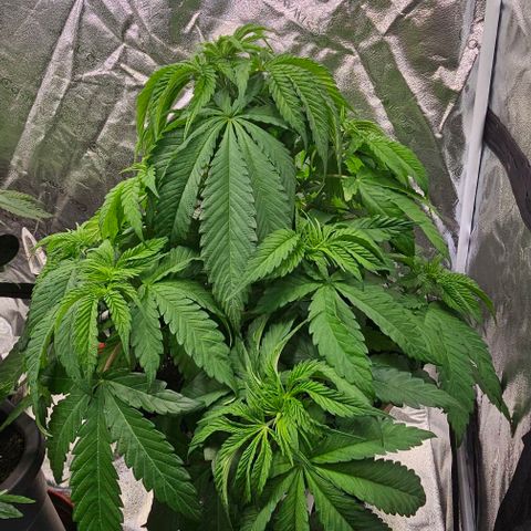 Smashberry fumez growlog timeline photo