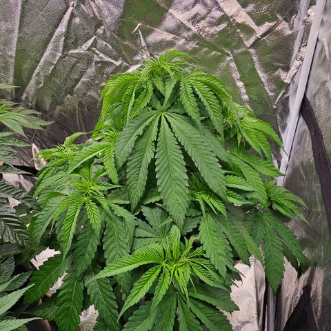 Smashberry fumez growlog timeline photo