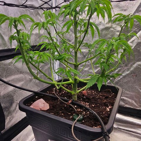 Smashberry fumez growlog timeline photo