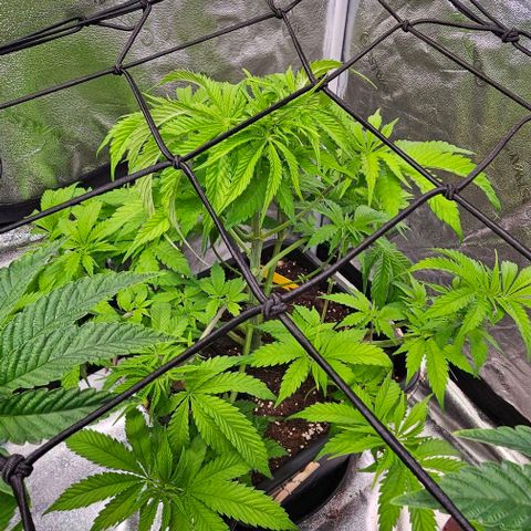 Smashberry fumez growlog timeline photo