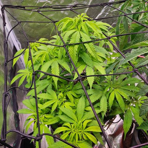 Smashberry fumez growlog timeline photo