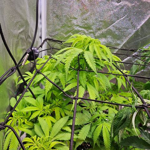 Smashberry fumez growlog timeline photo