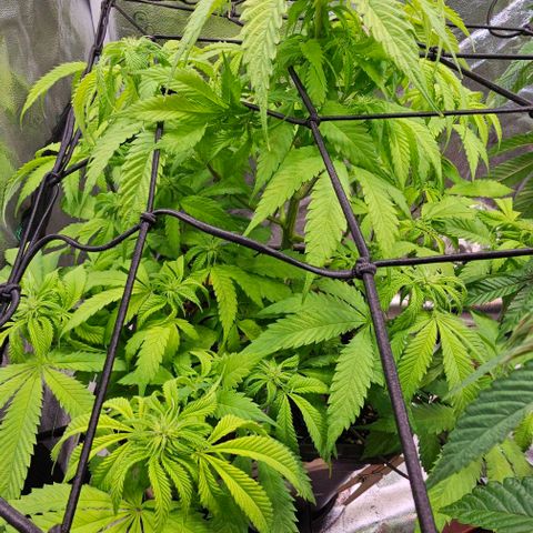 Smashberry fumez growlog timeline photo