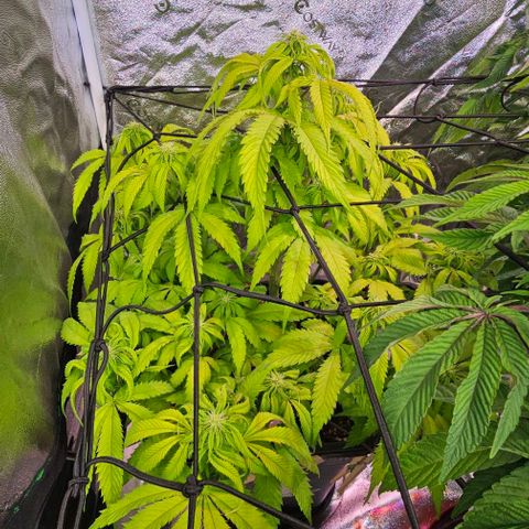 Smashberry fumez growlog timeline photo