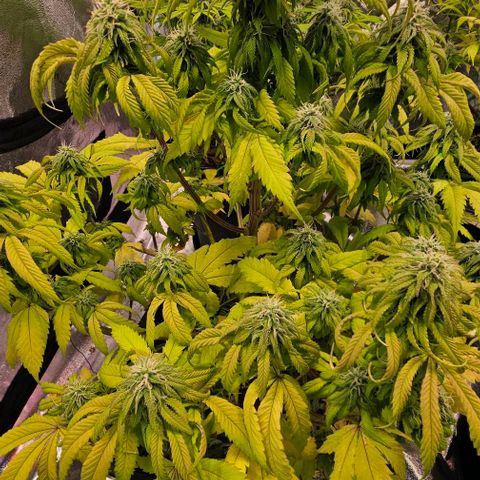 Smashberry fumez growlog timeline photo
