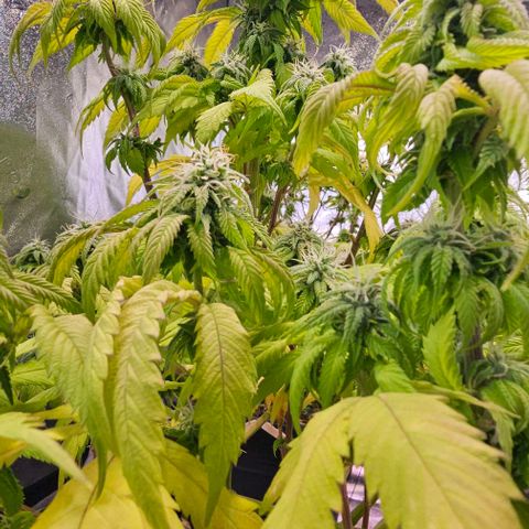 Smashberry fumez growlog timeline photo