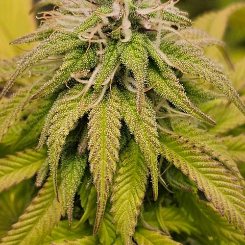 Smashberry fumez growlog timeline photo