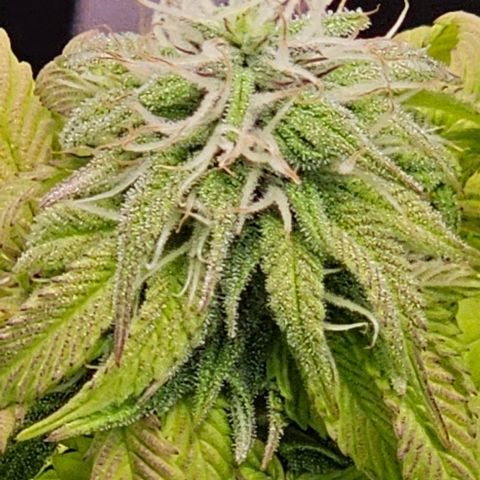 Smashberry fumez growlog timeline photo