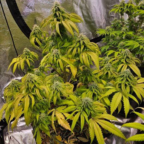 Smashberry fumez growlog timeline photo