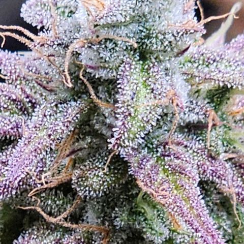 Smashberry fumez growlog timeline photo
